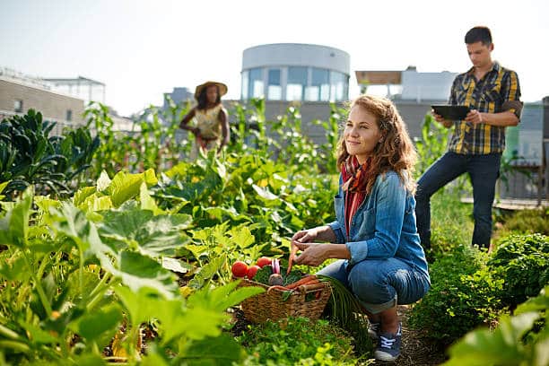 agriculture nouvelle